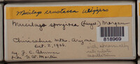 Image Associated With the Occurence